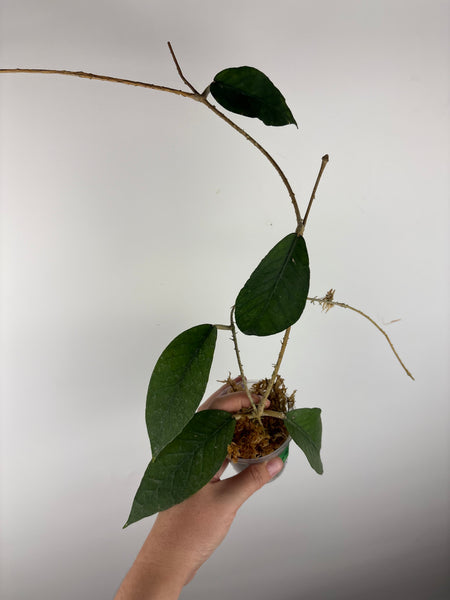 Hoya sp aceh