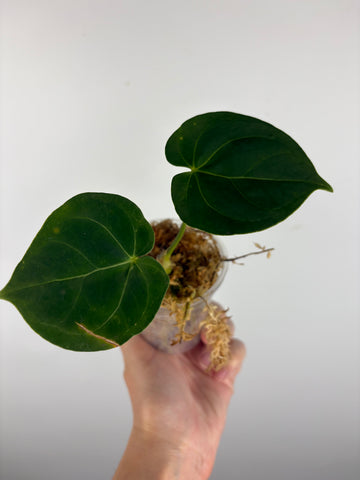 Anthurium hoffmanii x AOS 1A