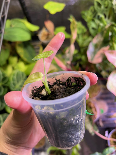 Alocasia frydek mint baby