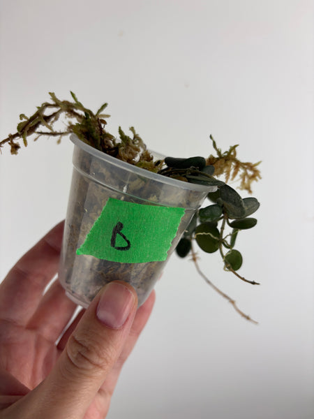 Hoya Serpens B