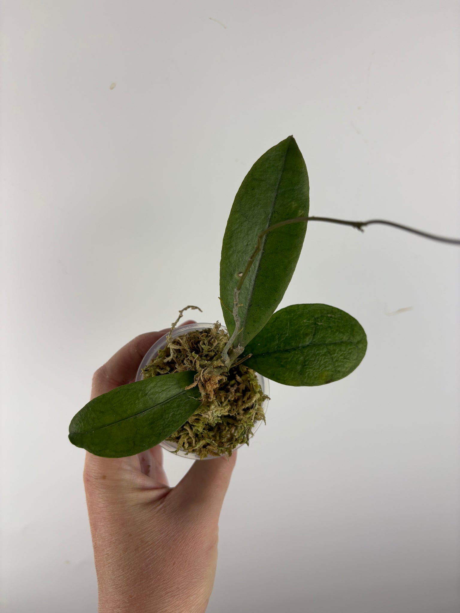 Hoya aff forbesii silver 2