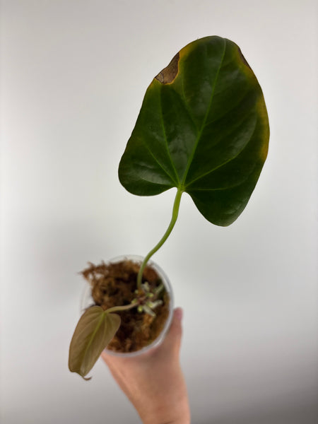 Anthurium black sweet x dorayaki as is