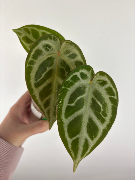Anthurium silver blush x red crystal 5