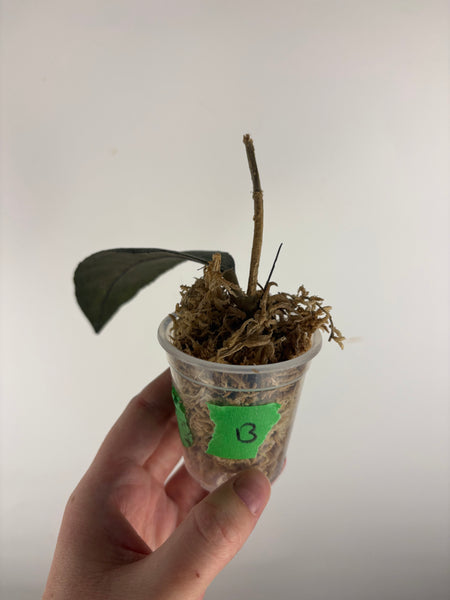 hoya clemensorium aceh splash B