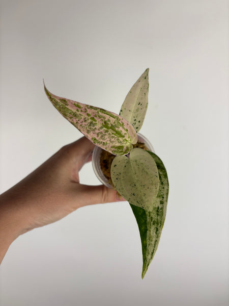 Dioscorea Crape Color (Thailand)