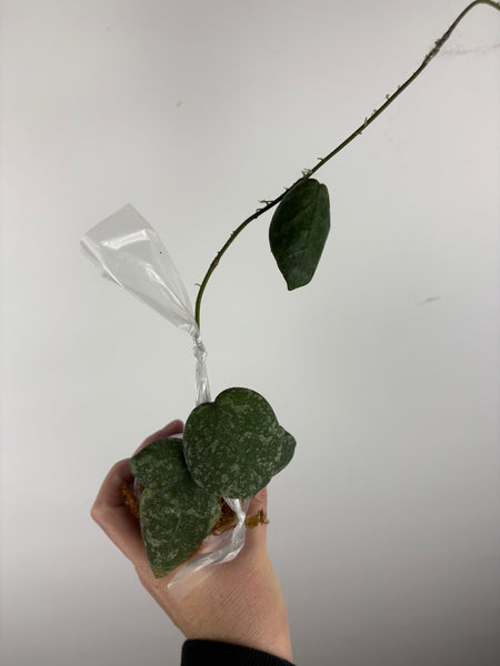 hoya cinnamomifolia x imbricata A