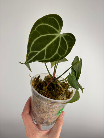 Anthurium King clari original Indonesia A
