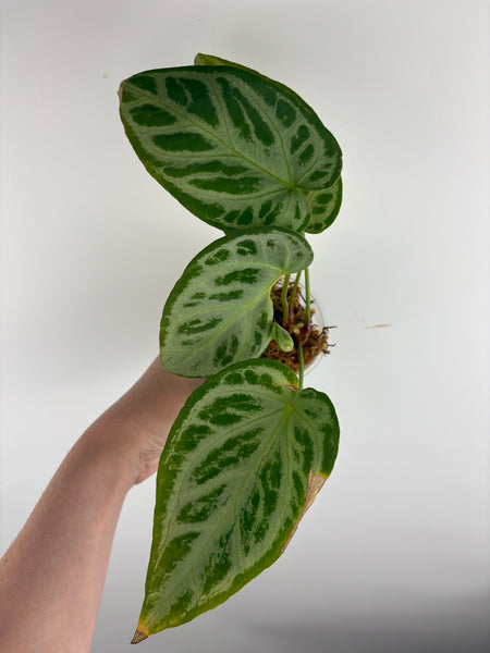 Anthurium silver king x silver tiger B
