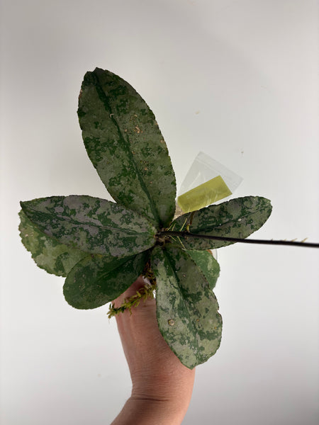 Hoya Undulata silver