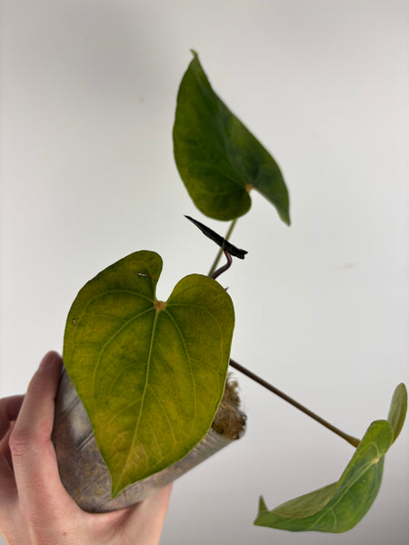 Anthurium papillilaminum x dressleri x portillae NSE A AS IS