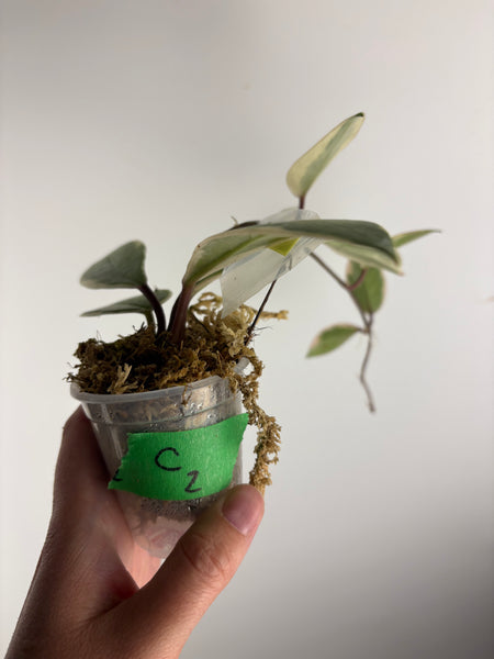 Hoya flamingo dream C