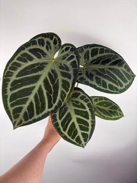 Anthurium silver blush x Michelle large plant