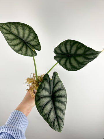 Alocasia baginda from Indonesia B