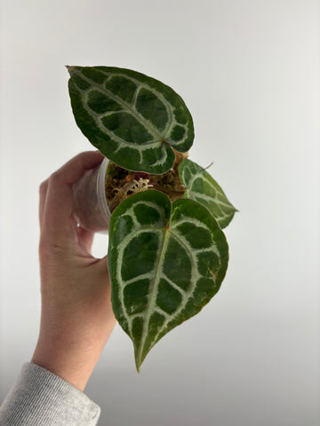 Anthurium red crystallinum nse seed (Indonesia) I