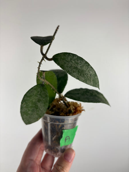 hoya caudata sparkling snow