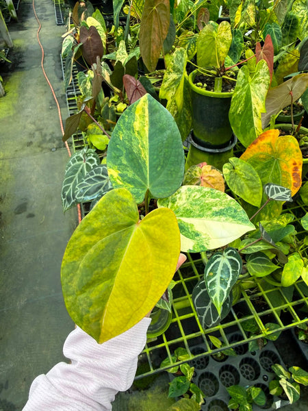 Anthurium FGT HB VRG(LA 04)
x Bvit x Dark Phoenix (Thailand) unacclimated