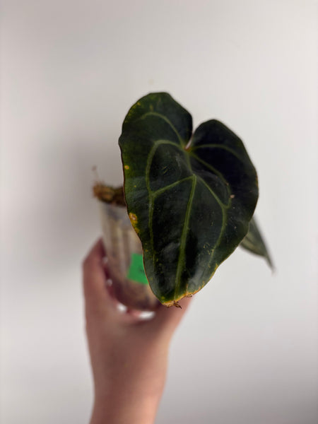 Anthurium
Carlablackiae x
Carlablackiae(Thailand) 4