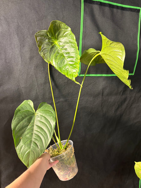 Anthurium chamberlainii huge plant