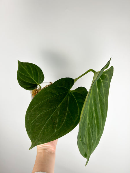 Anthurium King of spades B