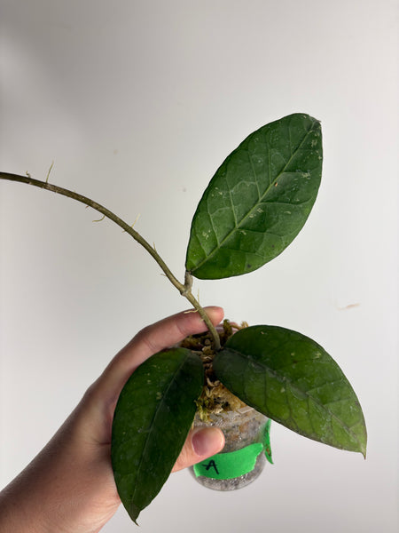 Hoya sp aceh RVD