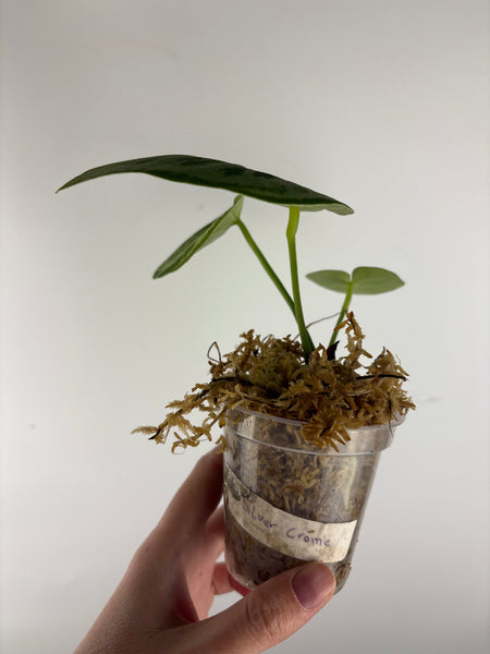 Anthurium Silver Chrome 9 as is