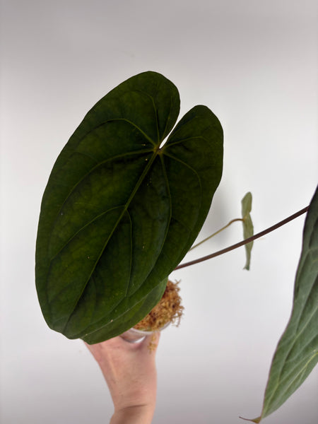 Anthurium magnificum x red dark phoenix C