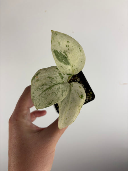 Scindapsus marble D