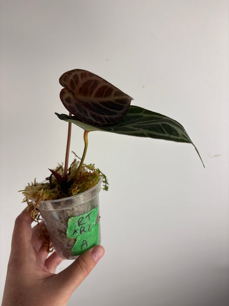 Anthurium Red tiger x red crystal A