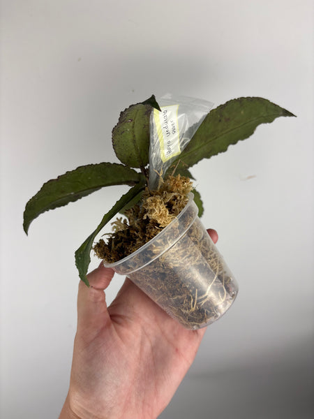 Hoya Undulata silver