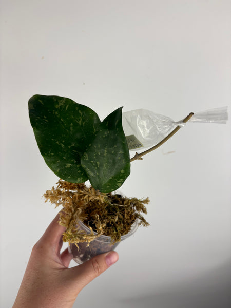 hoya glabra sf004 D