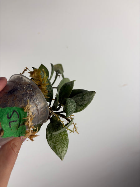 hoya lacunosa sweet love A
