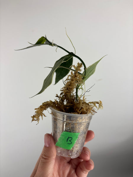 hoya polyneura outer variegated B