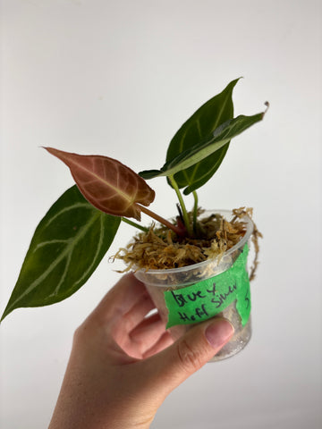 Anthurium blue papi x hoffmanii silver 5