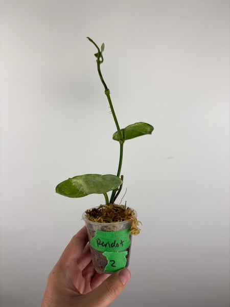 Hoya australis peridot 2