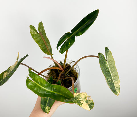 Philodendron billietiae variegated A