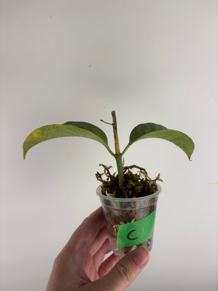 Hoya Multiflora wonderphil silver C