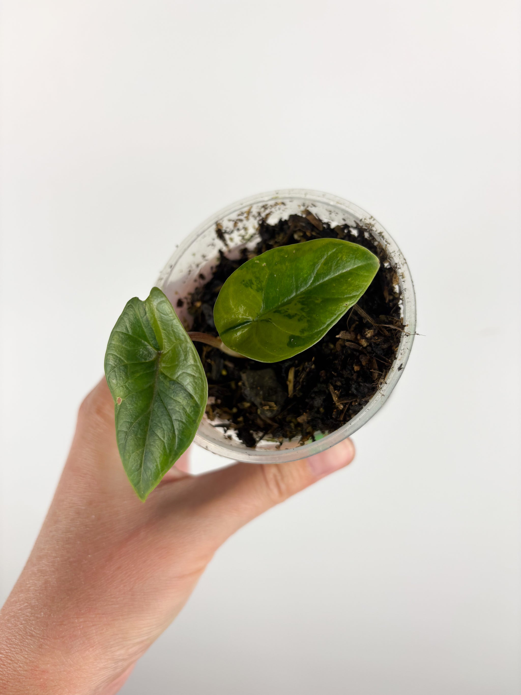 フラワーマジック「ボタニア」 Ficus Tineke — Dutch Growers Regina