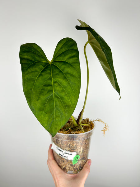 Anthurium Black sweet x dressleri B