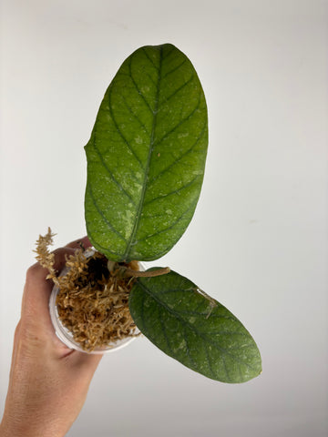 Hoya Meredithii Sp Aceh 5