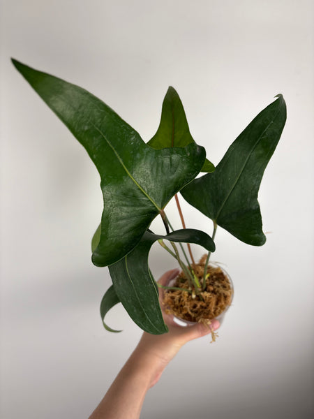 Anthurium cerrobaulense (Thailand)
