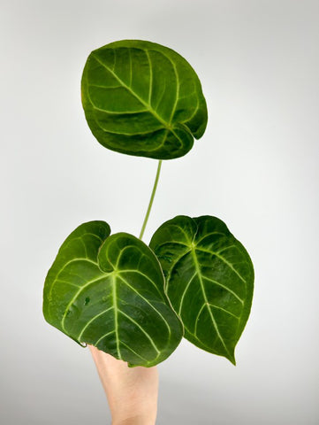 Anthurium Crystal x AOS Indonesia