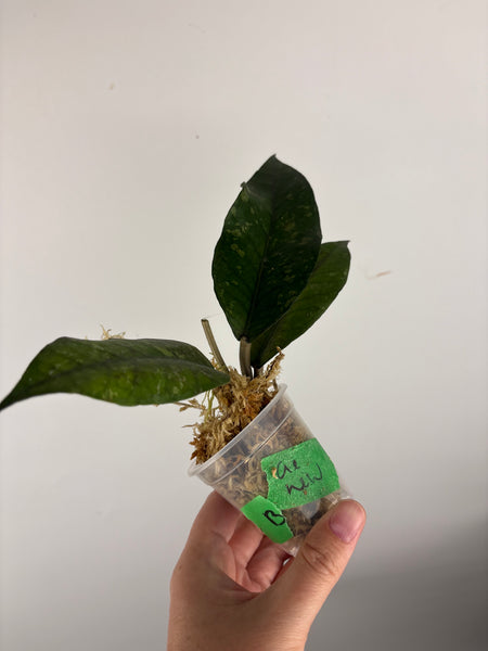 hoya Sp aceh new B