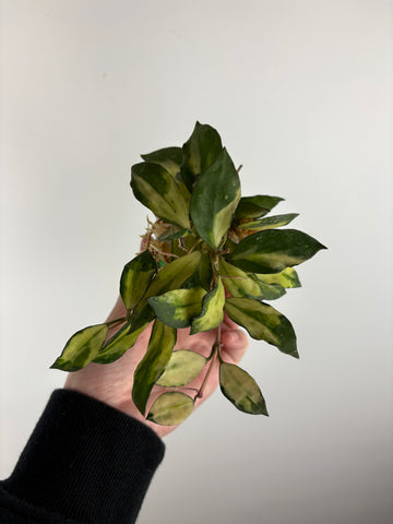 hoya lacunosa minara E