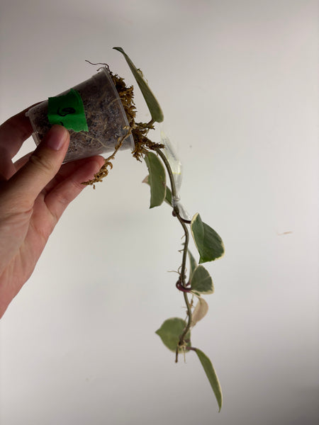 Hoya flamingo dream B
