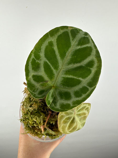Anthurium silver blush x red crystal 9A
