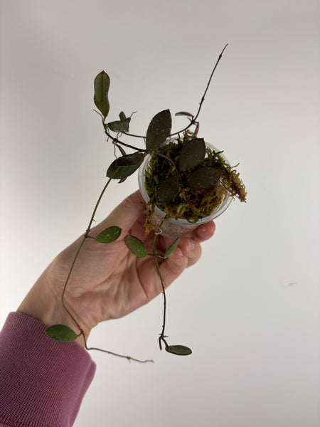 hoya amber of borneo 2