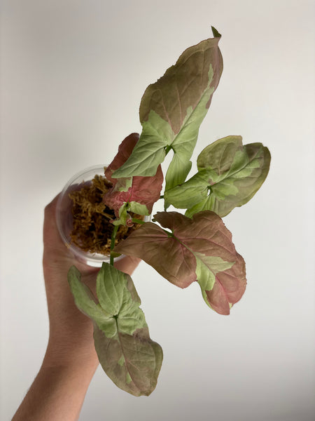 Syngonium raspberry variegated