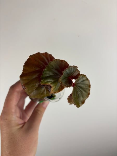 begonia cucullata pink reverted A