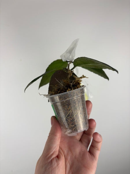 hoya caudata sp aceh