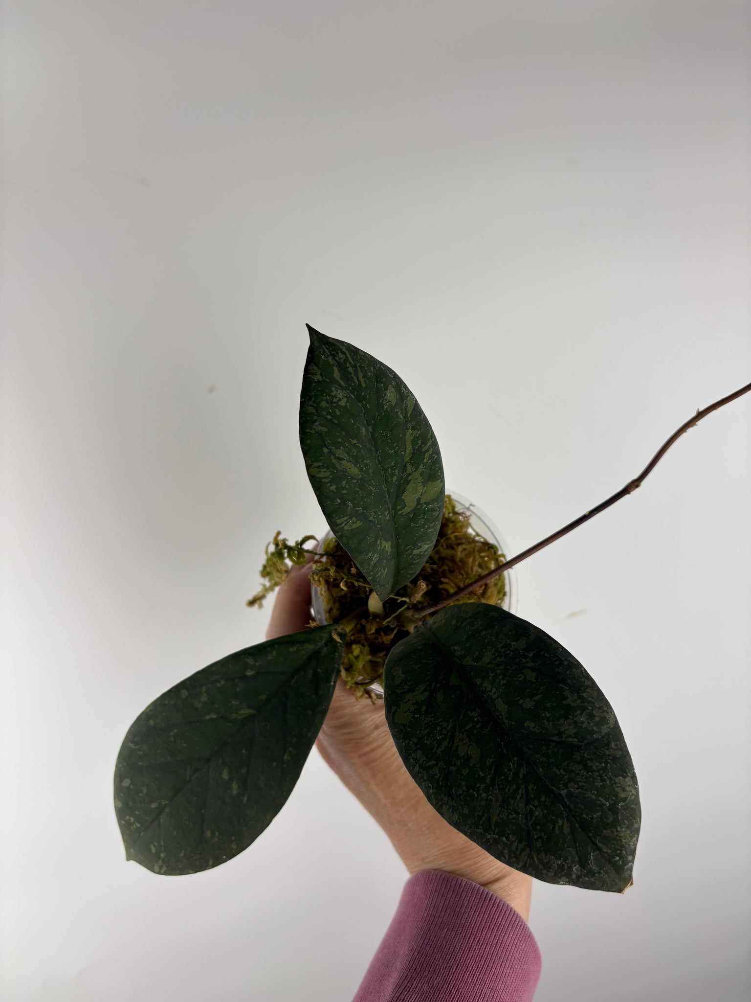 hoya meredithii bengkulu splash